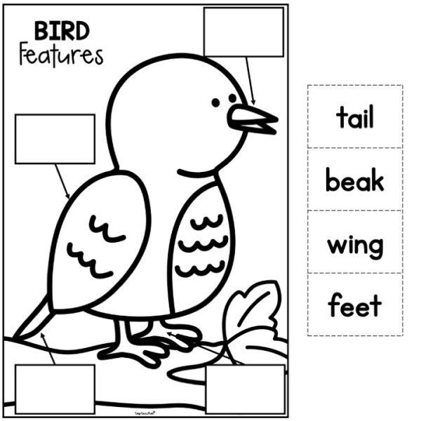 Bird Features Craftivity - Top Teacher