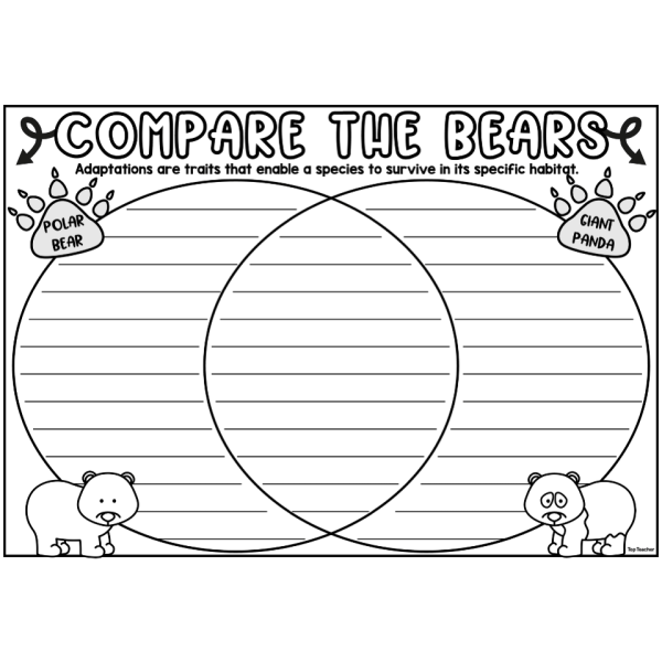 Compare the Bears - Top Teacher