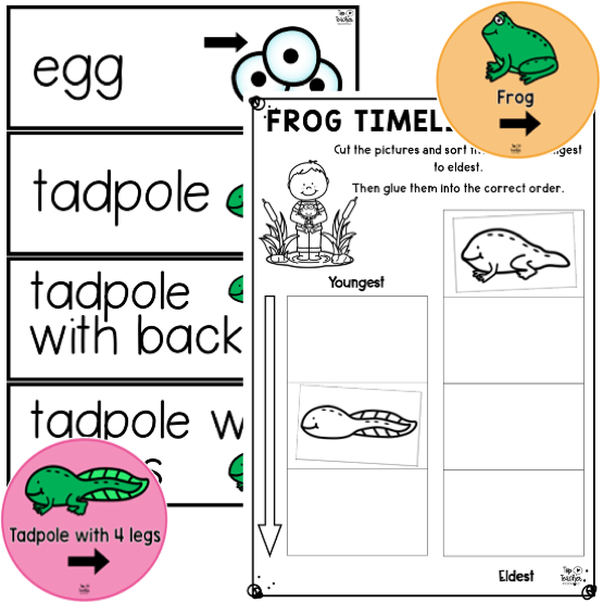 Life Cycle Of A Frog Cut And Paste Worksheet Animal Life Cycle